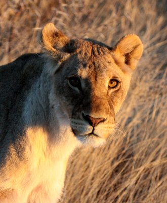 FELID - LION - AFRICAN LION - SICK ATTACKERS - ETOSHA NATIONAL PARK NAMIBIA (9).JPG