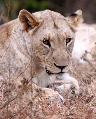 FELID - LION - AFRICAN LION - SOMS FIRST LION -  IMFOLOZI NATIONAL PARK SOUTH AFRICA (3).JPG