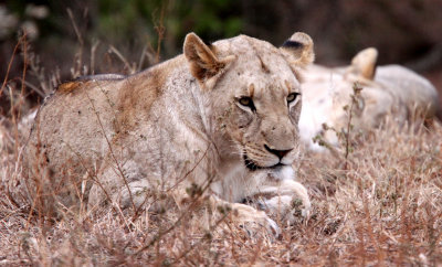 FELID - LION - AFRICAN LION - SOMS FIRST LION -  IMFOLOZI NATIONAL PARK SOUTH AFRICA (8).JPG