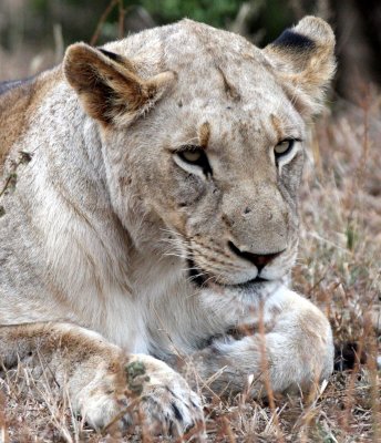 FELID - LION - AFRICAN LION - SOMS FIRST LIONS - IMFOLOZI NATIONAL PARK SOUTH AFRICA (10).JPG