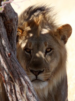 FELID - LION - AFRICAN LION - THREE MALES - ETOSHA NATIONAL PARK NAMIBIA (106).JPG