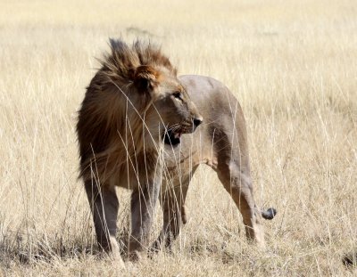 FELID - LION - AFRICAN LION - THREE MALES - ETOSHA NATIONAL PARK NAMIBIA (119).JPG