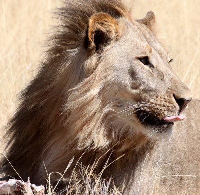 FELID - LION - AFRICAN LION - THREE MALES - ETOSHA NATIONAL PARK NAMIBIA (132).JPG