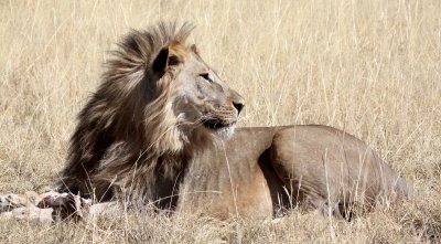 FELID - LION - AFRICAN LION - THREE MALES - ETOSHA NATIONAL PARK NAMIBIA (133).JPG