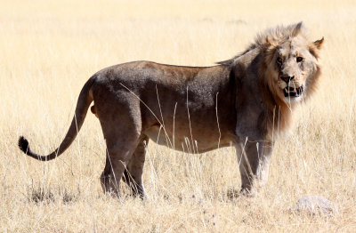 FELID - LION - AFRICAN LION - THREE MALES - ETOSHA NATIONAL PARK NAMIBIA (17).JPG