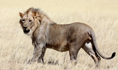 FELID - LION - AFRICAN LION - THREE MALES - ETOSHA NATIONAL PARK NAMIBIA (173).JPG