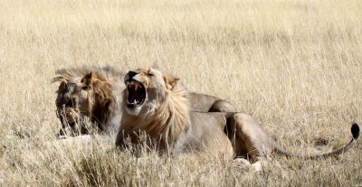 FELID - LION - AFRICAN LION - THREE MALES - ETOSHA NATIONAL PARK NAMIBIA (174).JPG