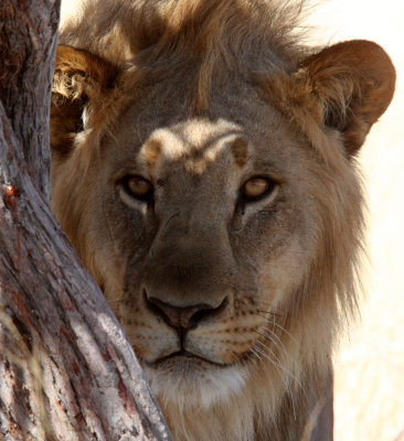 FELID - LION - AFRICAN LION - THREE MALES - ETOSHA NATIONAL PARK NAMIBIA (181).JPG