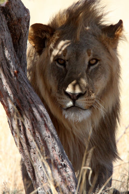 FELID - LION - AFRICAN LION - THREE MALES - ETOSHA NATIONAL PARK NAMIBIA (192).JPG