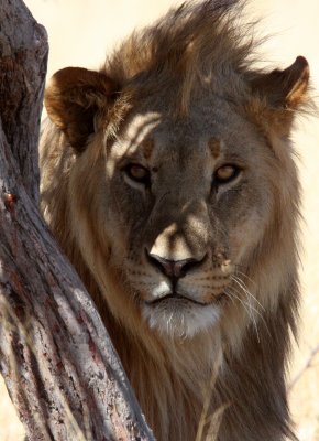 FELID - LION - AFRICAN LION - THREE MALES - ETOSHA NATIONAL PARK NAMIBIA (195).JPG