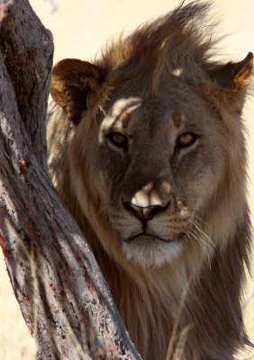 FELID - LION - AFRICAN LION - THREE MALES - ETOSHA NATIONAL PARK NAMIBIA (196).JPG