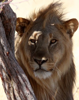 FELID - LION - AFRICAN LION - THREE MALES - ETOSHA NATIONAL PARK NAMIBIA (197).JPG