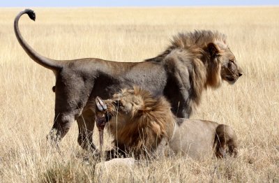 FELID - LION - AFRICAN LION - THREE MALES - ETOSHA NATIONAL PARK NAMIBIA (25).JPG