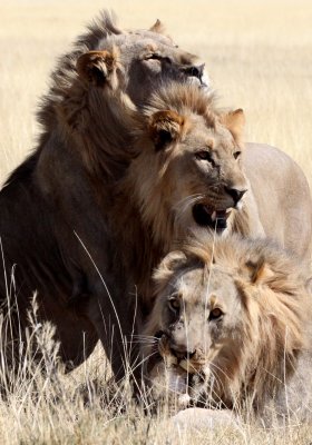 FELID - LION - AFRICAN LION - THREE MALES - ETOSHA NATIONAL PARK NAMIBIA (63).jpg