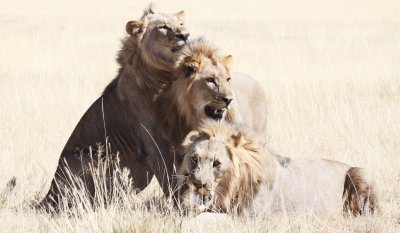 FELID - LION - AFRICAN LION - THREE MALES - ETOSHA NATIONAL PARK NAMIBIA (65).jpg