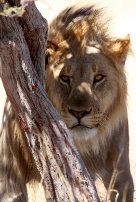 FELID - LION - AFRICAN LION - THREE MALES - ETOSHA NATIONAL PARK NAMIBIA (85).JPG