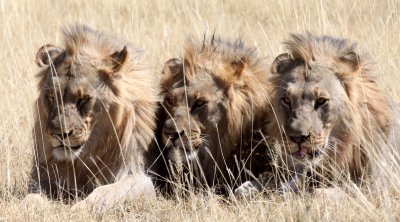 FELID - LION - AFRICAN LION - THREE MALES - ETOSHA NATIONAL PARK NAMIBIA (89).JPG
