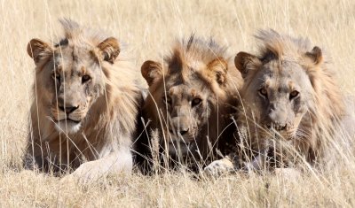 FELID - LION - AFRICAN LION - THREE MALES - ETOSHA NATIONAL PARK NAMIBIA (93).JPG