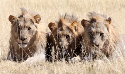 FELID - LION - AFRICAN LION - THREE MALES - ETOSHA NATIONAL PARK NAMIBIA (94).JPG