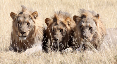 FELID - LION - AFRICAN LION - THREE MALES - ETOSHA NATIONAL PARK NAMIBIA (95).JPG