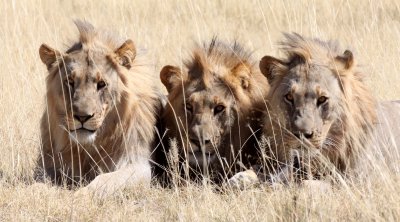 FELID - LION - AFRICAN LION - THREE MALES - ETOSHA NATIONAL PARK NAMIBIA (96).JPG