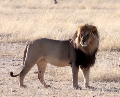 FELID - LION - BLACK-MANED KALAHARI LION - KGALAGADI NATIONAL PARK SOUTH AFRICA (36).JPG