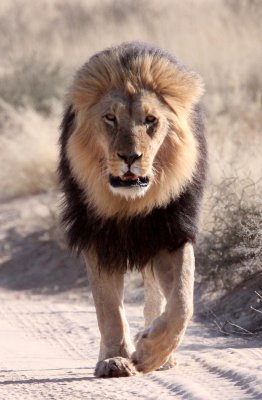 FELID - LION - BLACK-MANED KALAHARI LION - KGALAGADI NATIONAL PARK SOUTH AFRICA (52).JPG