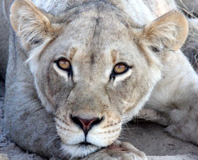 FELID - LION - KALAHARI BLACK-MANED LION - KALAHARI GEMSBOK NP (111).JPG