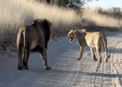 FELID - LION - KALAHARI BLACK-MANED LION - KALAHARI GEMSBOK NP (162).JPG