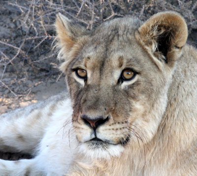 FELID - LION - KALAHARI BLACK-MANED LION - KALAHARI GEMSBOK NP (2).JPG