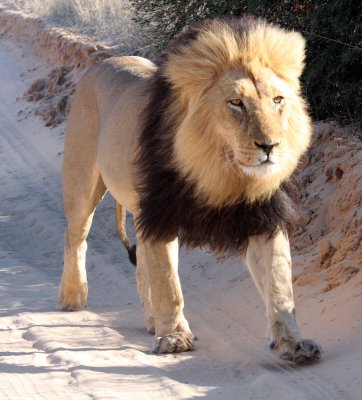 FELID - LION - KALAHARI BLACK-MANED LION - KALAHARI GEMSBOK NP (206).JPG