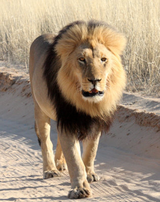 FELID - LION - KALAHARI BLACK-MANED LION - KALAHARI GEMSBOK NP (208).JPG