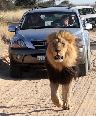 FELID - LION - KALAHARI BLACK-MANED LION - KALAHARI GEMSBOK NP (257).JPG