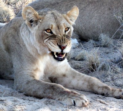 FELID - LION - KALAHARI BLACK-MANED LION - KALAHARI GEMSBOK NP (37).JPG