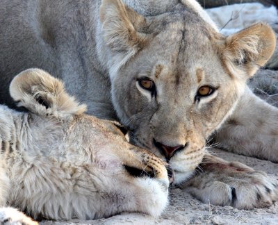 FELID - LION - KALAHARI BLACK-MANED LION - KALAHARI GEMSBOK NP (47).JPG