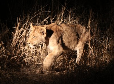 FELID - LION - KRUGER LIONS - KRUGER NATIONAL PARK SOUTH AFRICA (11).JPG