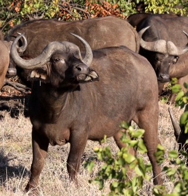 BOVID - BUFFALO - CAPE BUFFALO - KRUGER NATIONAL PARK SOUTH AFRICA (15).JPG