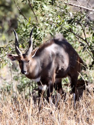 BOVID - BUSHBUCK - KRUGER NATIONAL PARK SOUTH AFRICA (2).JPG