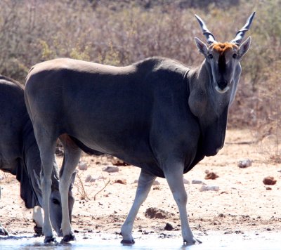 BOVID - ELAND - ETOSHA NATIONAL PARK NAMIBIA (8).JPG