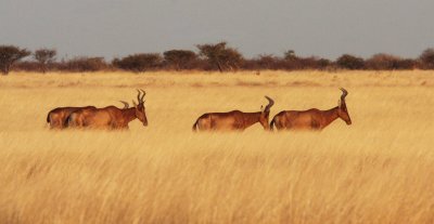 BOVID - HARTEBEEST - RED HARTEBEEST - ETOSHA NATIONAL PARK NAMIBIA (11).JPG