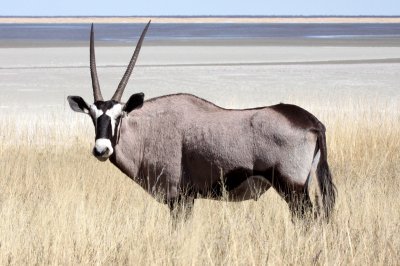 BOVID - ORYX - GEMSBOK - ETOSHA NATIONAL PARK NAMIBIA (15).JPG
