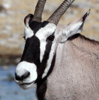 BOVID - ORYX - GEMSBOK - ETOSHA NATIONAL PARK NAMIBIA (36).JPG