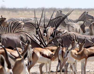 BOVID - ORYX - GEMSBOK - ETOSHA NATIONAL PARK NAMIBIA (47).JPG