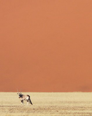 BOVID - ORYX - GEMSBOK - SOSSUSVLEI NAMIB NAUKLUFT NATIONAL PARK NAMIBIA (13).JPG