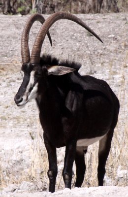 BOVID - SABLE ANTELOPE - CHOBE NATIONAL PARK BOTSWANA (16).JPG