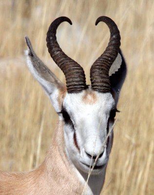 Antelopes & Other Bovids of Southern Africa
