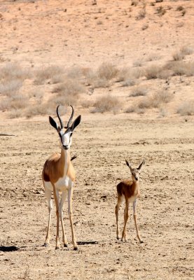 BOVID - SPRINGBOK - KALAHARI GEMSBOK NP (6).JPG