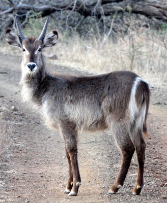 BOVID - WATERBUCK - COMMON WATERBUCK - IMFOLOZI NATIONAL PARK SOUTH AFRICA (5).JPG