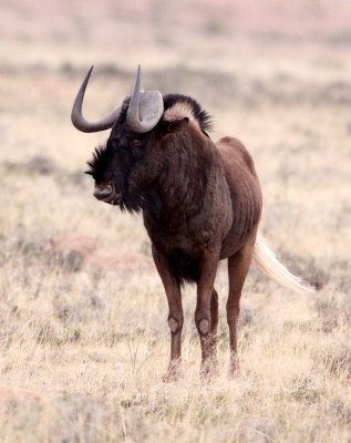 BOVID - WILDEBEEST - BLACK WILDEBEEST - MOUNTAIN ZEBRA  NATIONAL PARK SOUTH AFRICA (19).JPG