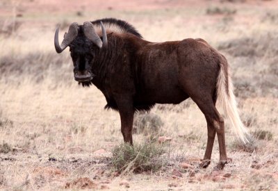 BOVID - WILDEBEEST - BLACK WILDEBEEST - MOUNTAIN ZEBRA  NATIONAL PARK SOUTH AFRICA (40).JPG